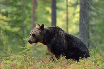 Brown bear sitting in the forest © Erik Mandre