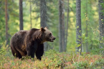 Male brown bear in the forest