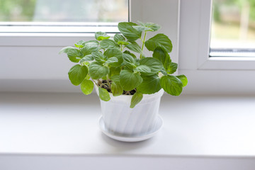 Mint on window