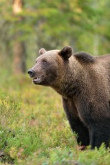 Brown bear in taiga forest at fall