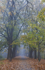 Fototapeta premium Misty evening in old park