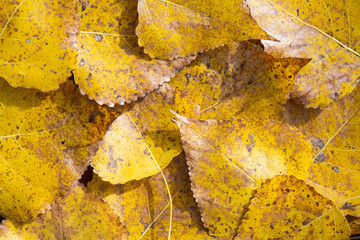 Hojas en otoño. Populus canadensis. Chopo canadiense.