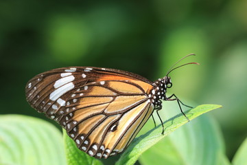 Common Tiger butterfly and green leaf