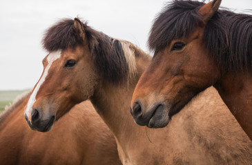 Obraz na płótnie Canvas Portrait of red horses