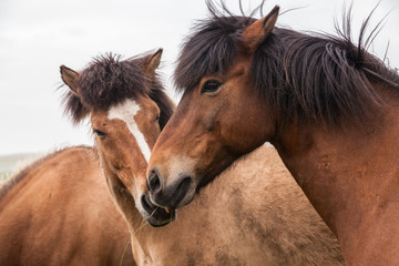 Portrait of red Icelandic horses