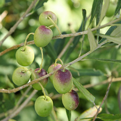 olives sur une branche