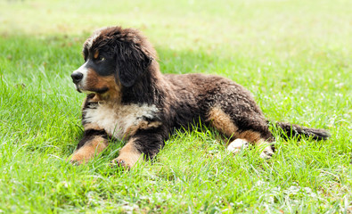 Bernese mountain dog