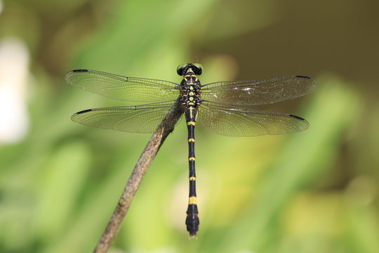 Anotogster Sieboldill dragonfly