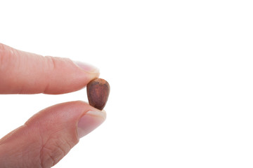 pine nut in hand