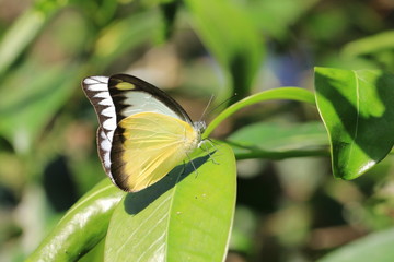 Whites butterfly and green leaf