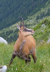 Chamois ( Rupicapra rupicapra)