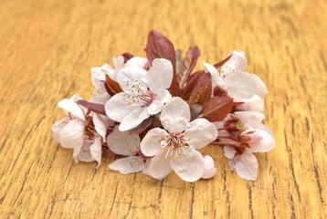 Fototapeta na wymiar Apricot flowers