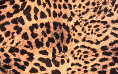 texture of close up fabric striped leopard