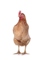 poule rousse fond blanc face