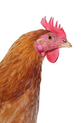 tête poule rousse fond blanc