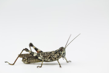 Lichen grasshopper in North Carolina