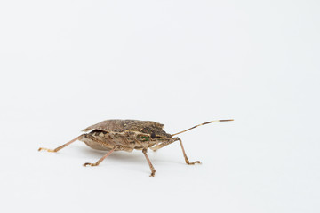 Brown Marmorated stink bug