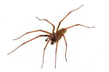Common house spider, Amaurobius similis