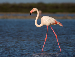 Greater Flamingo (Phoenicopterus roses) in Camargue