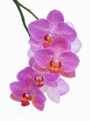 Moth orchid on white background