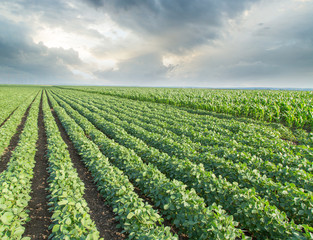 Fototapeta na wymiar Soybean field ripening, agricultural landscape