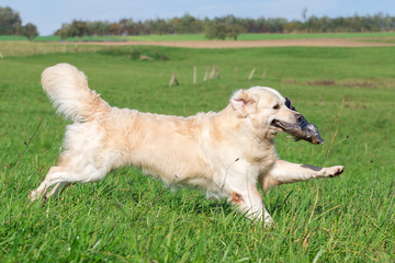 Jagdhund bei der Arbeit