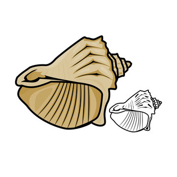 Seashell