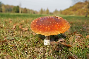 Amanita muscaia mushroom ( red toadstool)- detail in forest