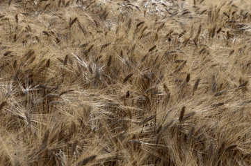 Wheat field