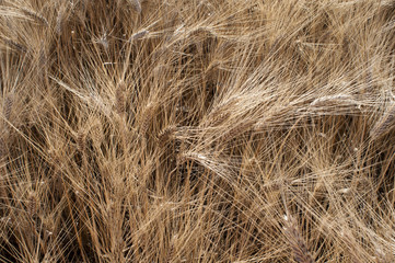 Wheat field
