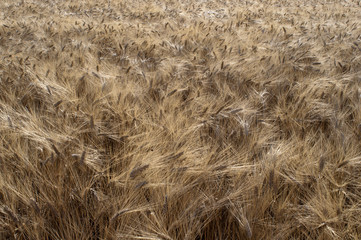 Wheat field