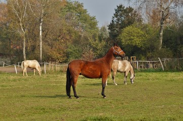 Obraz premium Horses on a farm in a summer meadow - october