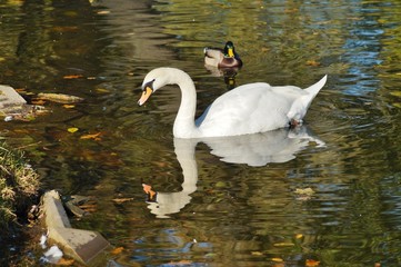 Mute swans - autumn pond