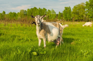 Obraz premium Milk goat on a spring pasture