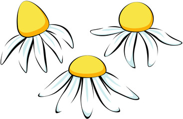 Chamomile flower set