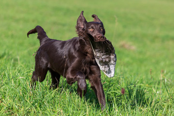 Jagdhund bei der Arbeit