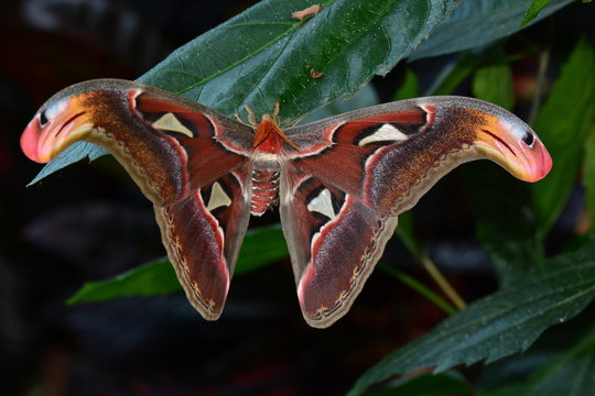 World largest moth,the Atlas moth