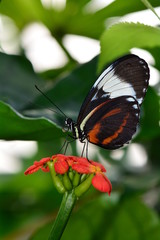 Long wing butterfly feeding on nectar