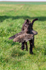 Jagdhund bei der Arbeit