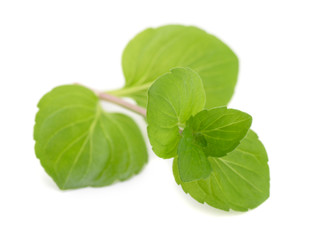 Mint leaves