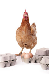 poule avec oeufs