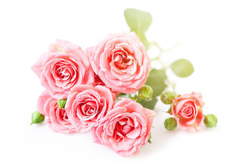 Pink roses on a white background