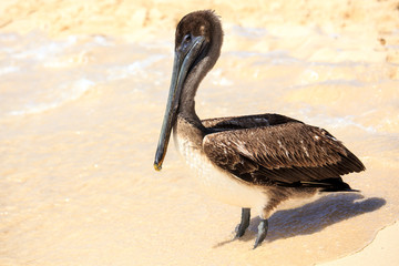 Brown pelican on mexican beach