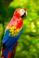 Naklejka na ściany i meble Portrait of colorful Scarlet Macaw parrot