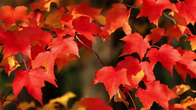 Bright red autumn maple leaves