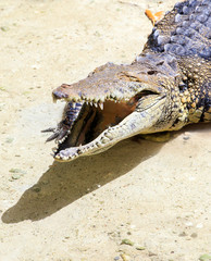 Closeup of scary ..Closeup of scary Spectacled Caiman