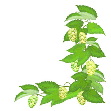 Branch of hops on white background