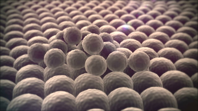 Cell division, High-scale Magnification