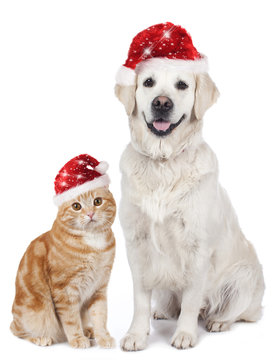 Hund und Katze mit Nikolausmütze