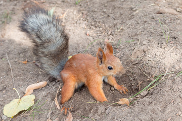 squirrel digs ground